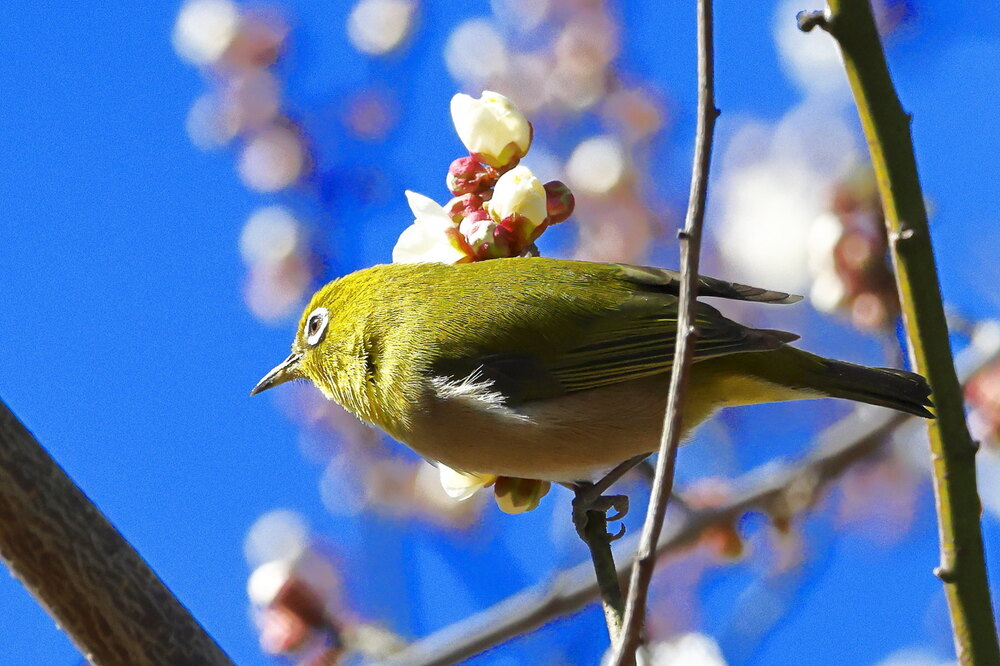 250214_IMG_4693_AD_ウメ＆鳥・メジロ_もえぎ野畑_2X3.JPG