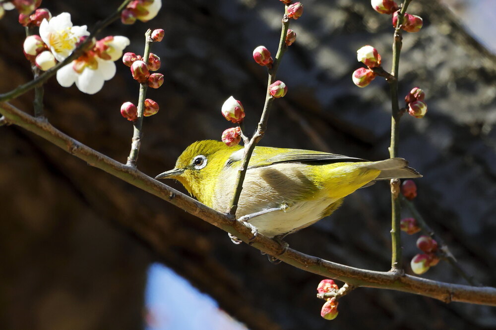 250214_IMG_4711_AD_ウメ＆鳥・メジロ_もえぎ野畑_2X3.JPG