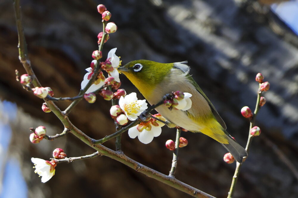 250214_IMG_4732_AD_ウメ＆鳥・メジロ_もえぎ野畑_2X3.JPG