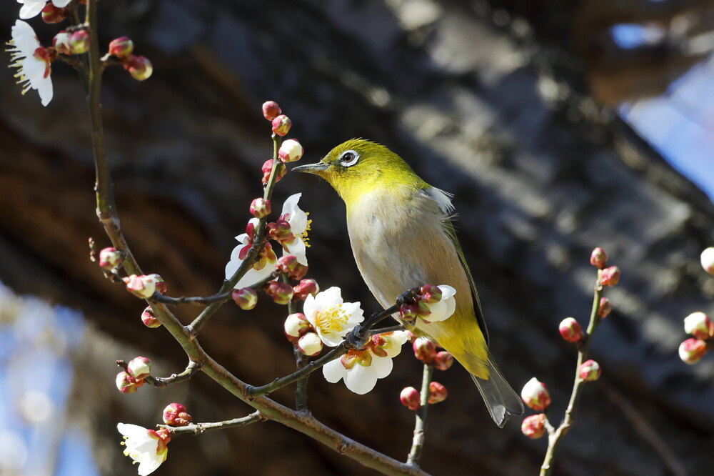 250214_IMG_4736_AD_ウメ＆鳥・メジロ_もえぎ野畑_2X3.JPG