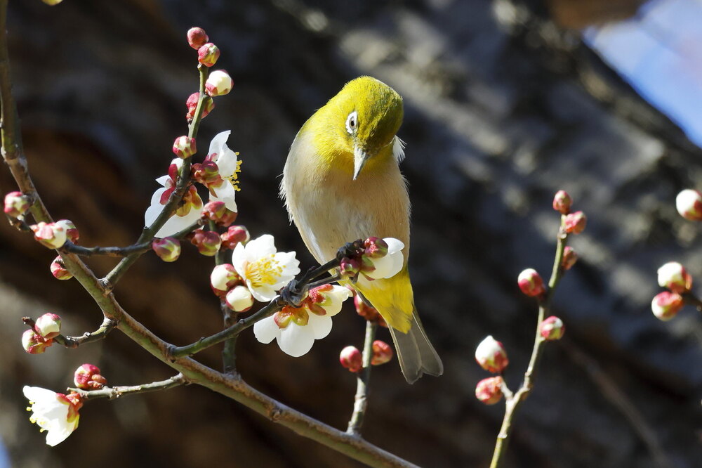 250214_IMG_4741_AD_ウメ＆鳥・メジロ_もえぎ野畑_2X3.JPG