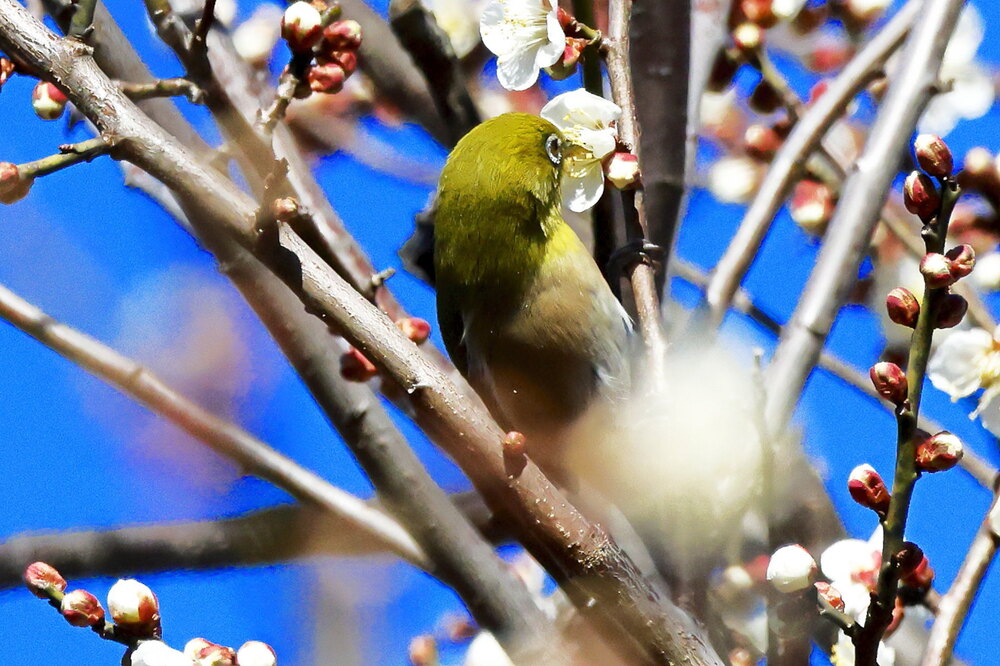 250214_IMG_4774_AD_ウメ香る_もえぎ野畑_2X3.JPG