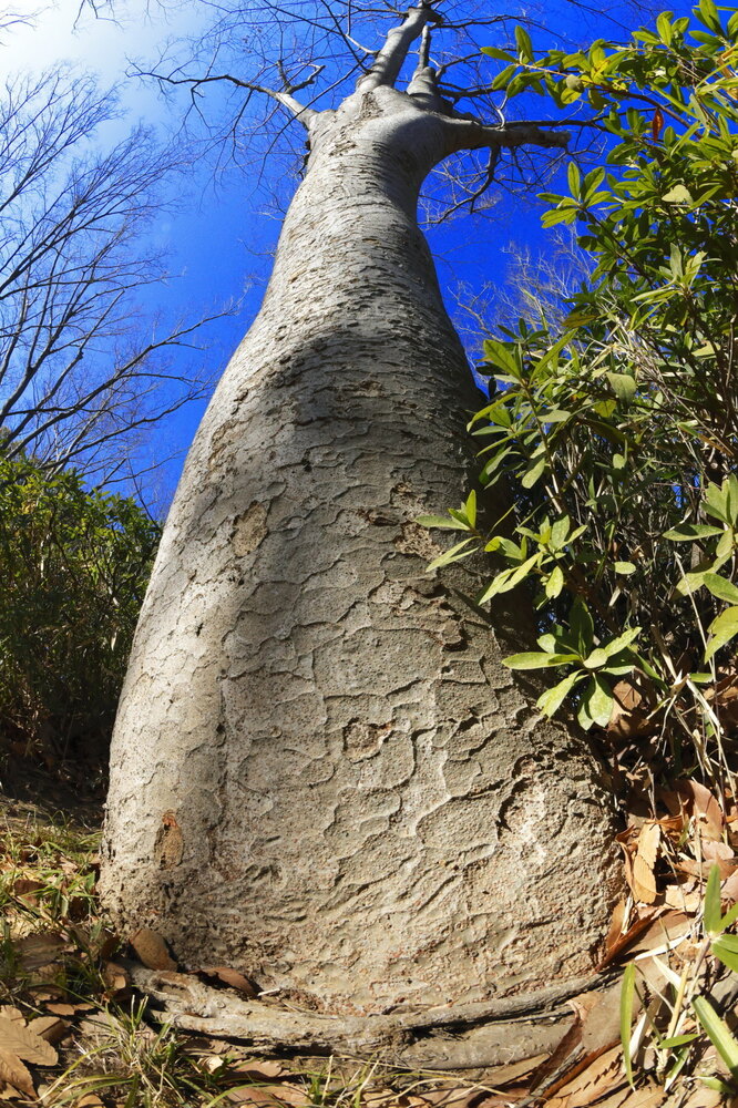 250215_IMG_4856_AD_ケヤキ冬光樹影_たちばな台公園_2X3.JPG