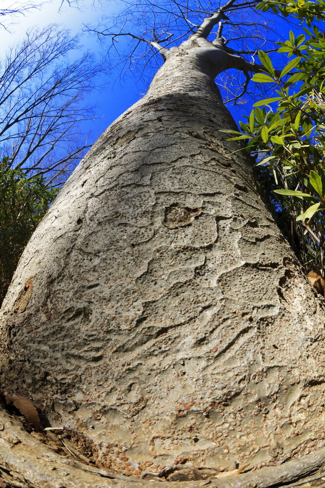 250215_IMG_4880_AD_ケヤキ冬光樹影_たちばな台公園_2X3.JPG