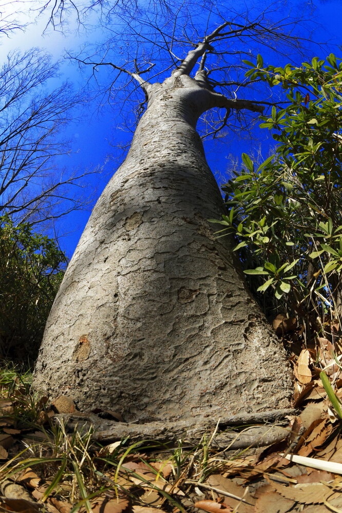 250215_IMG_4891_AD_ケヤキ冬光樹影_たちばな台公園_2X3.JPG