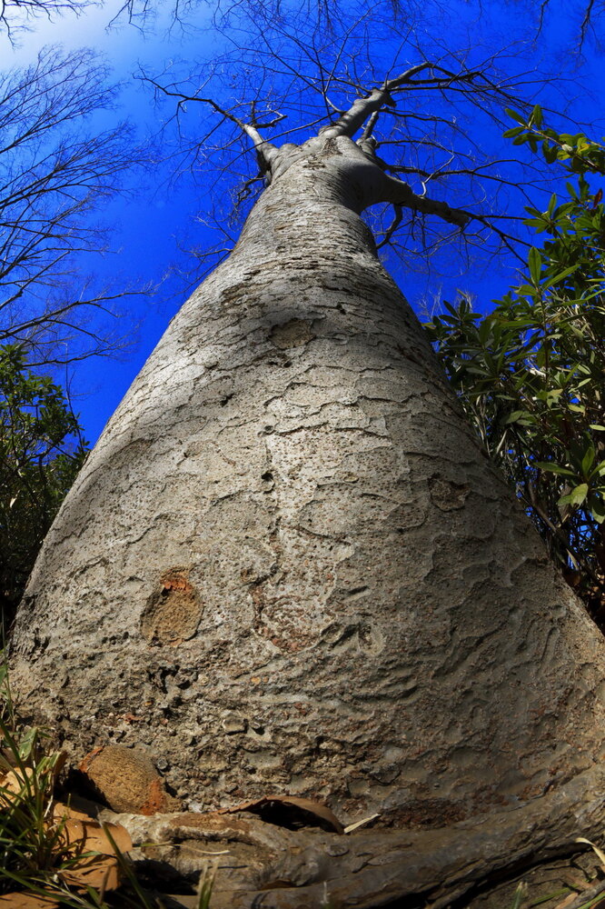 250215_IMG_4928_AD_ケヤキ冬光樹影_たちばな台公園_2X3.JPG