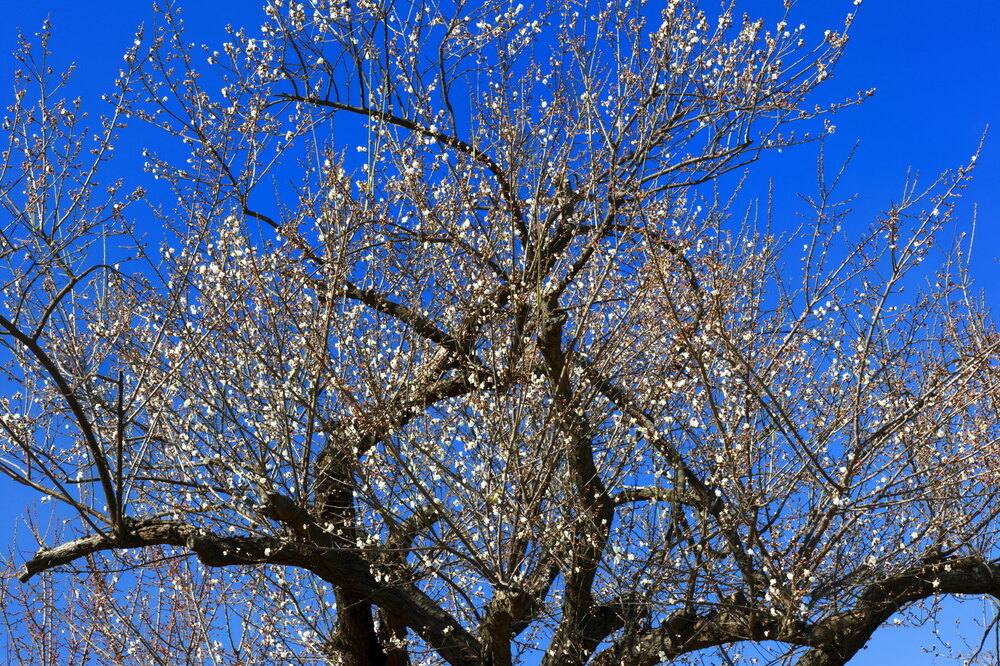 250215_IMG_5185_AD_ウメ香る_もえぎ野畑_2X3.JPG