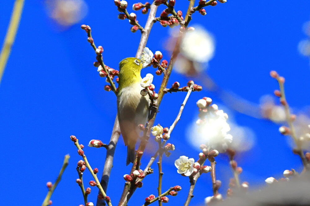250215_IMG_5236_AD_ウメに鳥・メジロ_もえぎ野畑_2X3.JPG