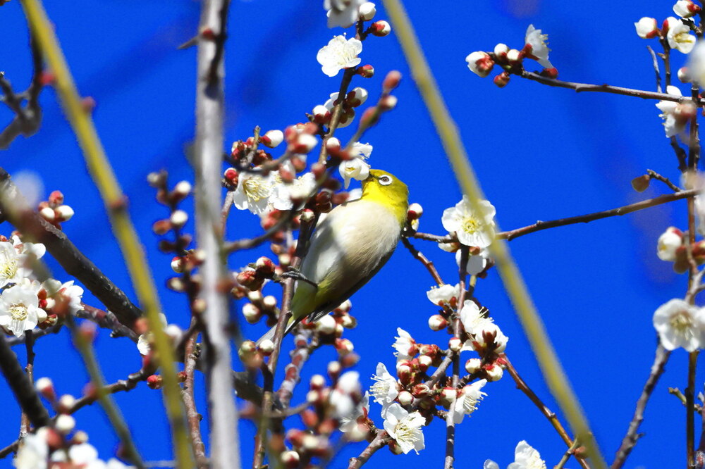 250215_IMG_5247_AD_ウメに鳥・メジロ_もえぎ野畑_2X3.JPG
