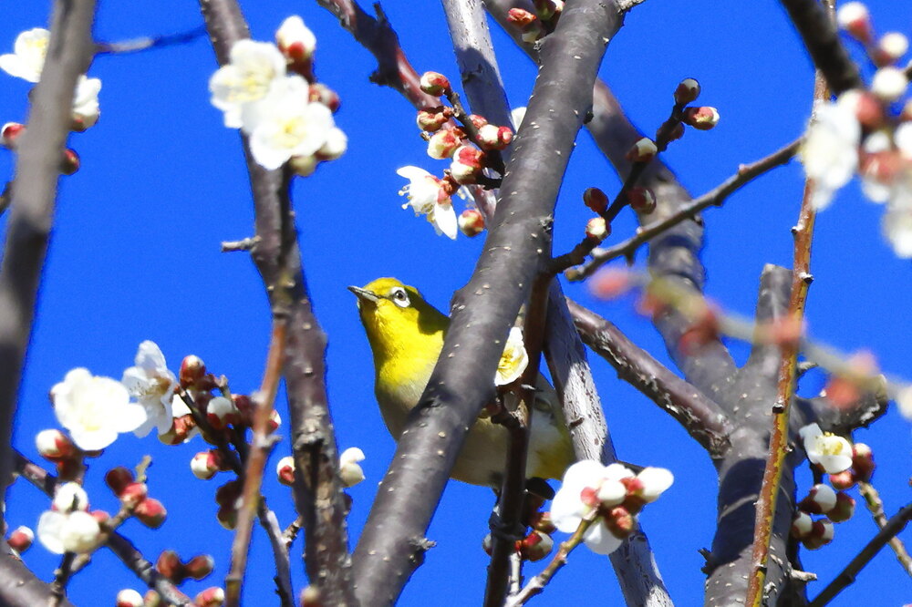 250215_IMG_5259_AD_ウメに鳥・メジロ_もえぎ野畑_2X3.JPG