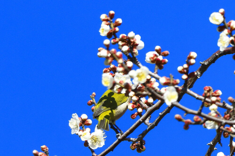 250215_IMG_5268_AD_ウメに鳥・メジロ_もえぎ野畑_2X3.JPG