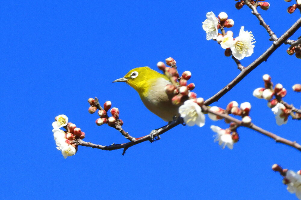 250215_IMG_5270_AD_ウメに鳥・メジロ_もえぎ野畑_2X3.JPG