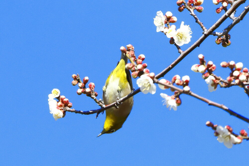 250215_IMG_5276_AD_ウメに鳥・メジロ_もえぎ野畑_2X3.JPG