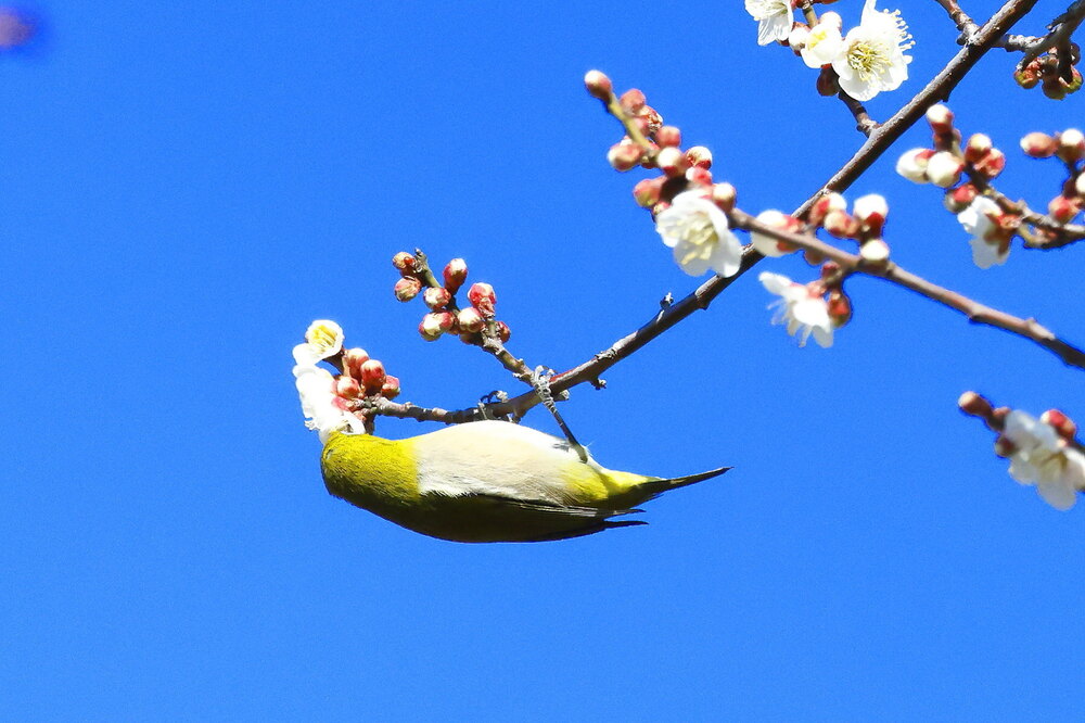 250215_IMG_5280_AD_ウメに鳥・メジロ_もえぎ野畑_2X3.JPG