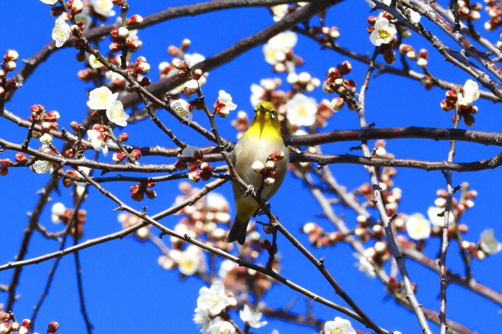 250215_IMG_5281_AD_ウメに鳥・メジロ_もえぎ野畑_2X3.JPG