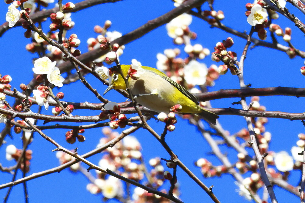 250215_IMG_5283_AD_ウメに鳥・メジロ_もえぎ野畑_2X3.JPG