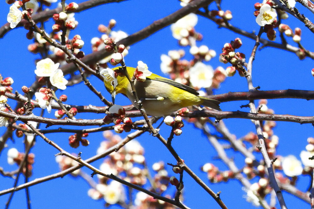 250215_IMG_5284_AD_ウメに鳥・メジロ_もえぎ野畑_2X3.JPG