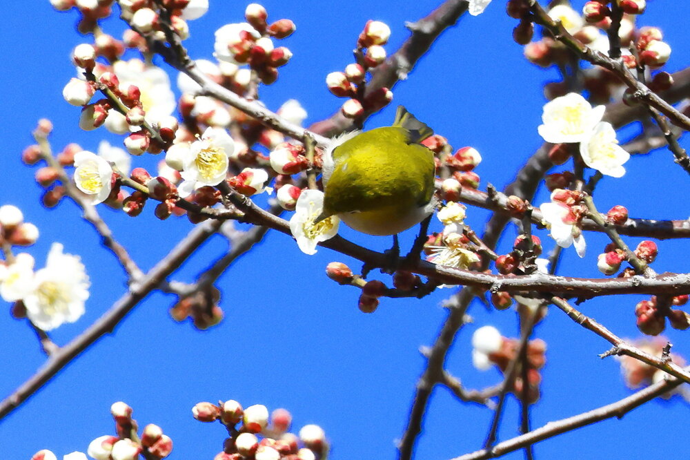 250215_IMG_5303_AD_ウメに鳥・メジロ_もえぎ野畑_2X3.JPG