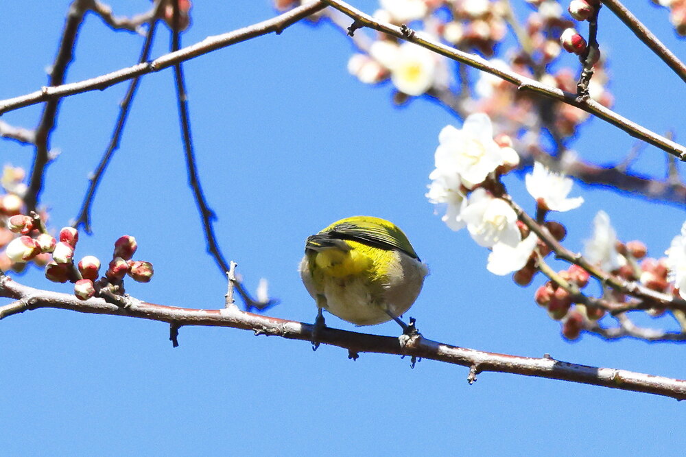 250215_IMG_5304_AD_ウメに鳥・メジロ_もえぎ野畑_2X3.JPG