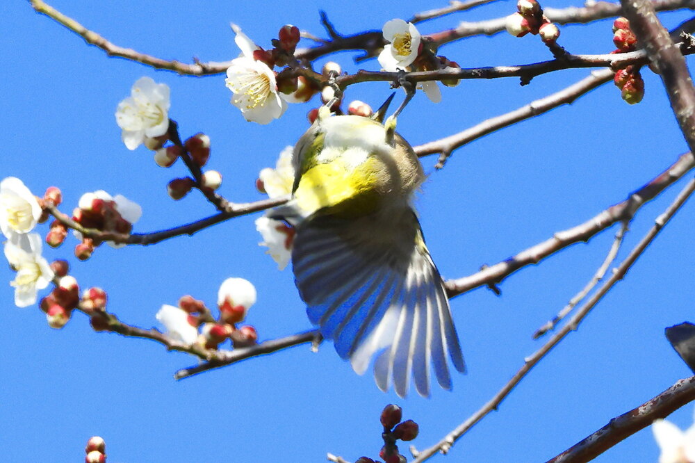 250215_IMG_5306_AD_ウメに鳥・メジロ_もえぎ野畑_2X3.JPG