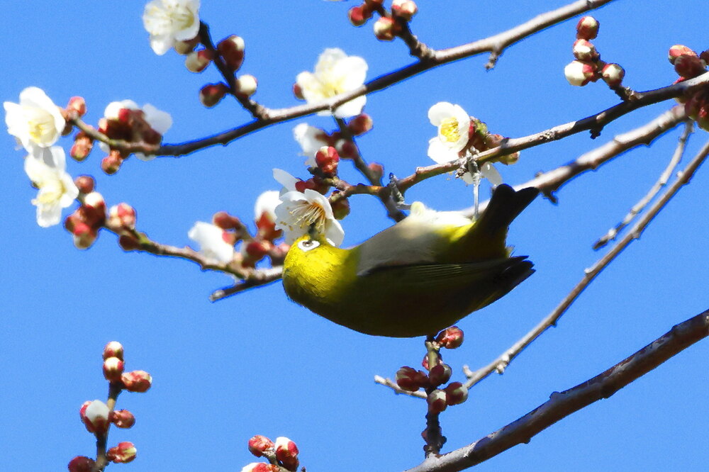 250215_IMG_5311_AD_ウメに鳥・メジロ_もえぎ野畑_2X3.JPG