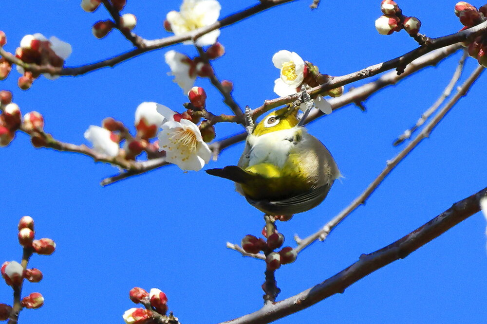 250215_IMG_5316_AD_ウメに鳥・メジロ_もえぎ野畑_2X3.JPG