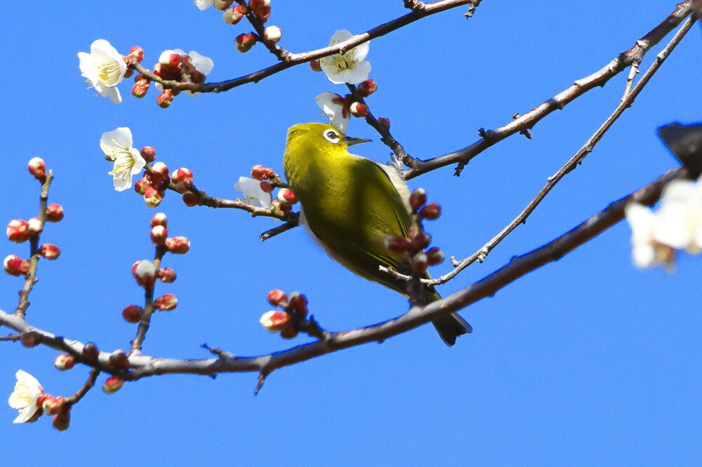 250215_IMG_5336_AD_ウメに鳥・メジロ_もえぎ野畑_2X3.JPG