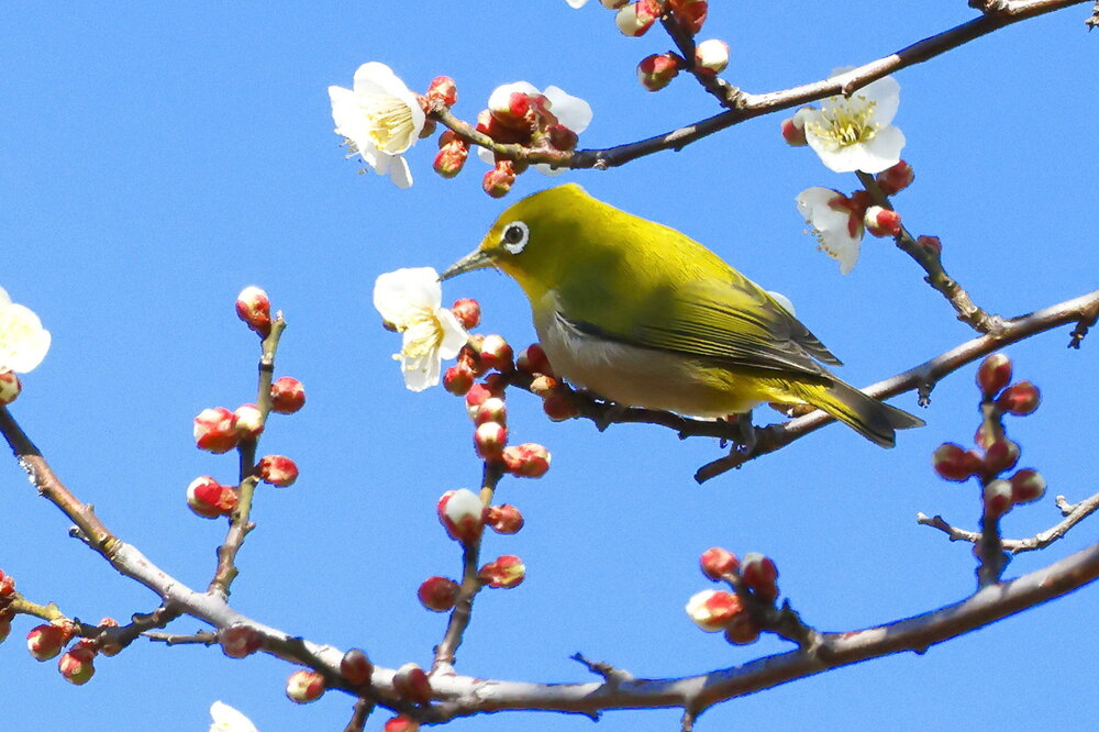 250215_IMG_5352_AD_ウメに鳥・メジロ_もえぎ野畑_2X3.JPG