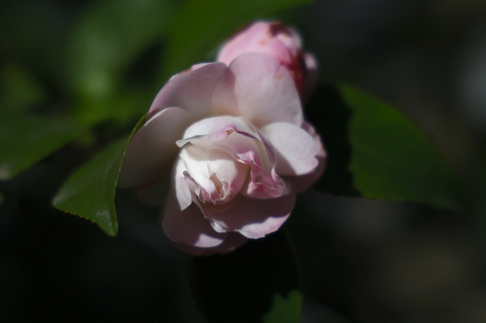 250216_IMG_5479_AD_ツバキ彩華_もえぎ野ふれあい_2X3.JPG