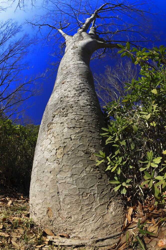 250219_IMG_5664_AD_ケヤキ冬姿冬光_たちばな台公園_2X3.JPG