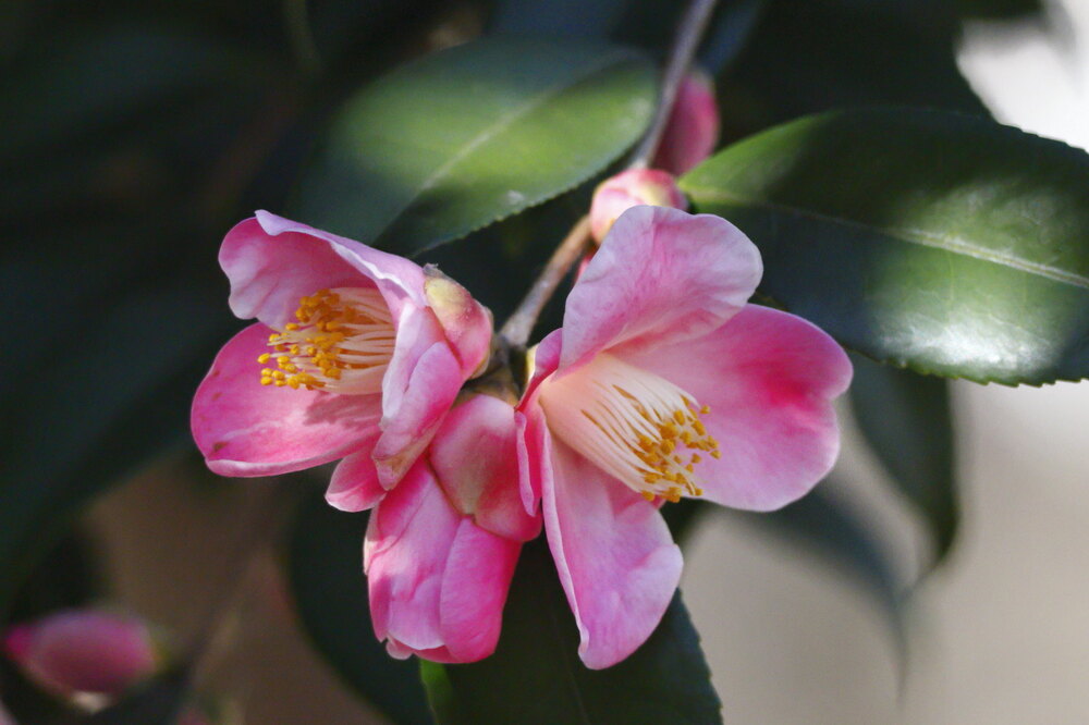 250219_IMG_6044_AD_ツバキ開花・風_もえぎ野ふれあい_2X3.JPG