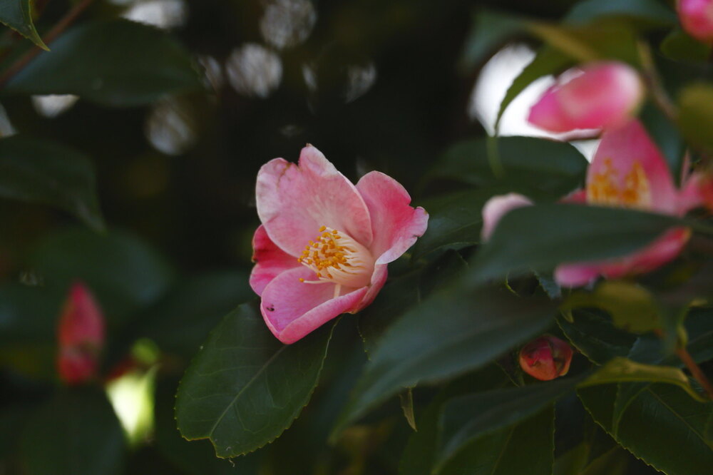 250219_IMG_6059_AD_ツバキ開花・風_もえぎ野ふれあい_2X3.JPG