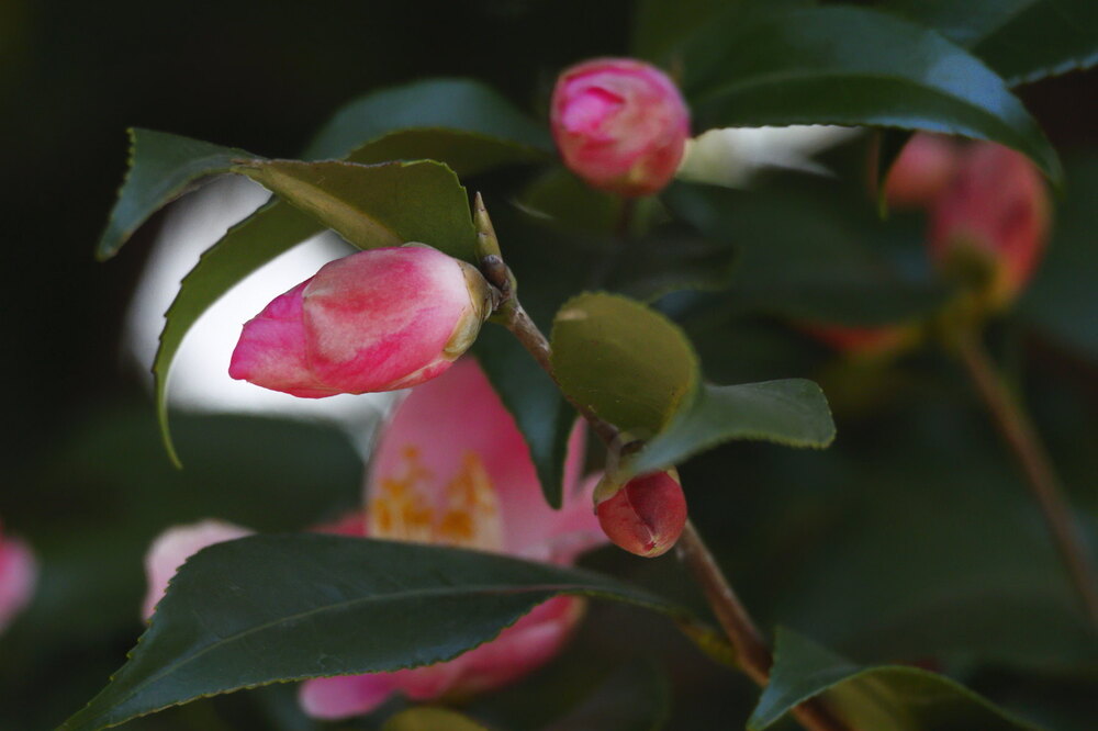 250219_IMG_6060_AD_ツバキ開花・風_もえぎ野ふれあい_2X3_E_.JPG