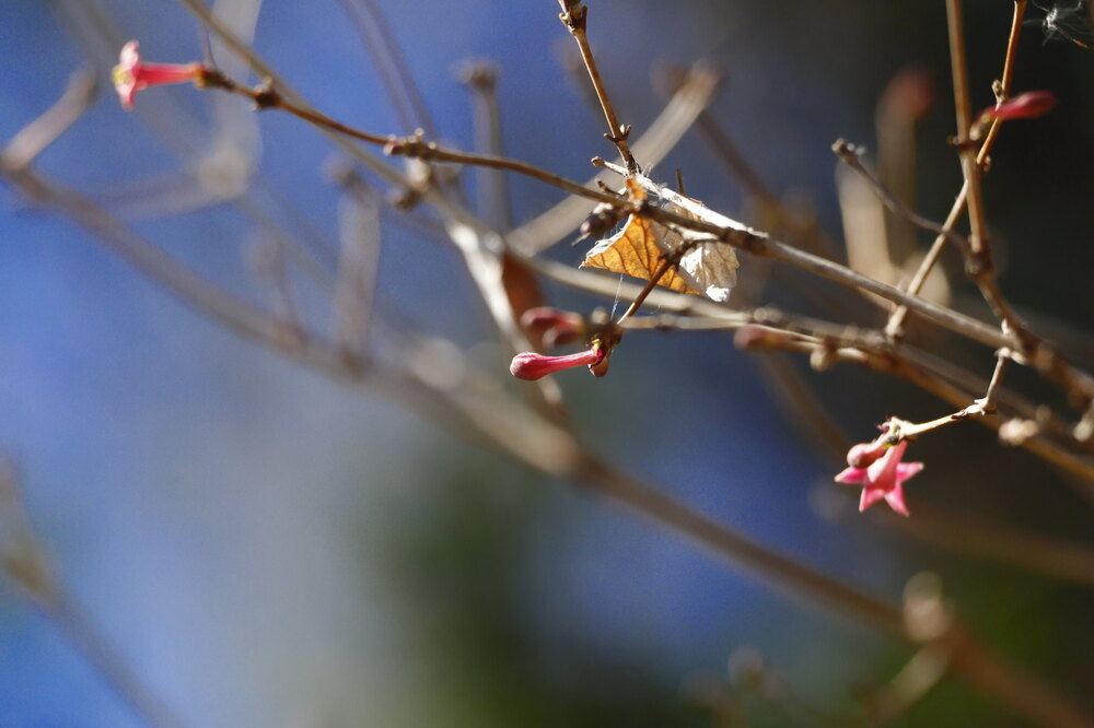 250219_IMG_6085_AD_ウグイスカグラ開花_もえぎ野ふれあい_2X3.JPG