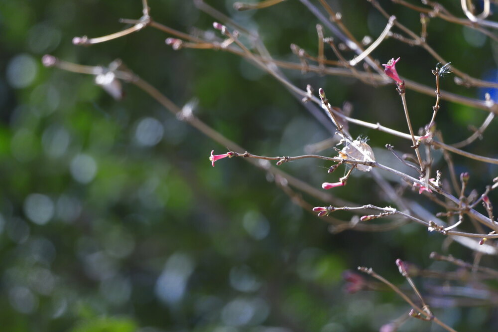 250219_IMG_6092_AD_ウグイスカグラ開花_もえぎ野ふれあい_2X3_E_.JPG