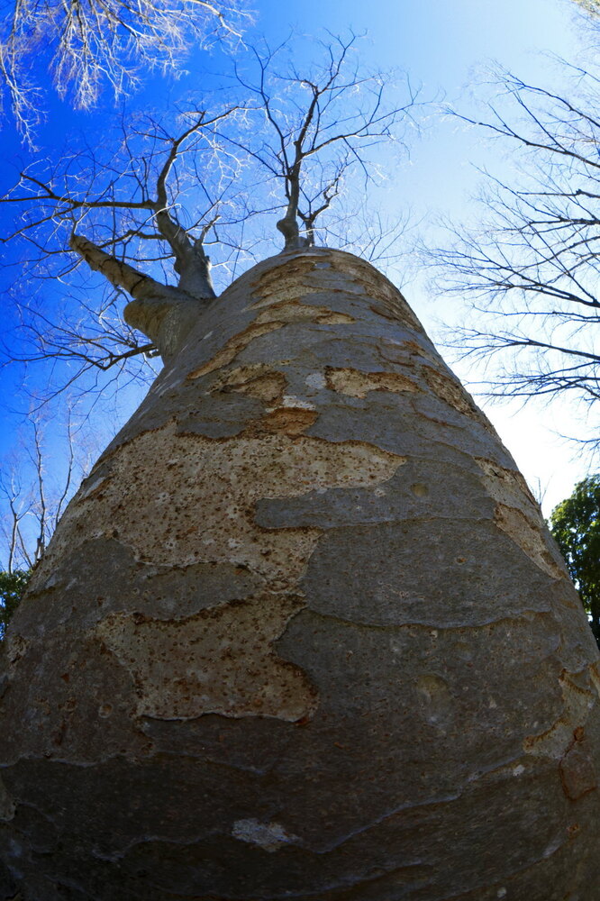 250220_IMG_6477_AD_ケヤキ冬姿冬光_たちばな台公園_2X3.JPG