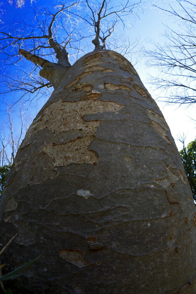 250220_IMG_6486_AD_ケヤキ冬姿冬光_たちばな台公園_2X3.JPG