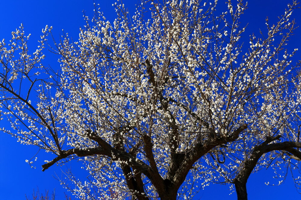 250220_IMG_6566_AD_ウメ爛漫_もえぎ野畑_A3N.JPG