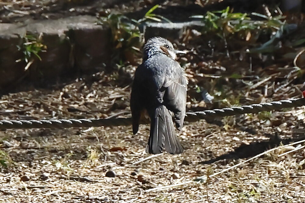 250220_IMG_6621_AD_鳥・ヒヨドリ_もえぎ野ふれあい_2X3.JPG