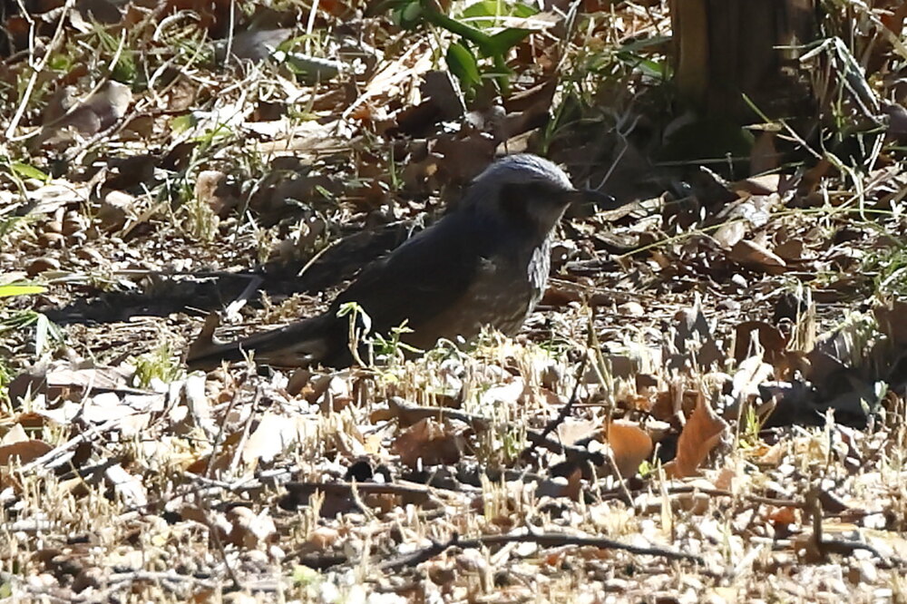 250220_IMG_6631_AD_鳥・ヒヨドリ_もえぎ野ふれあい_2X3.JPG