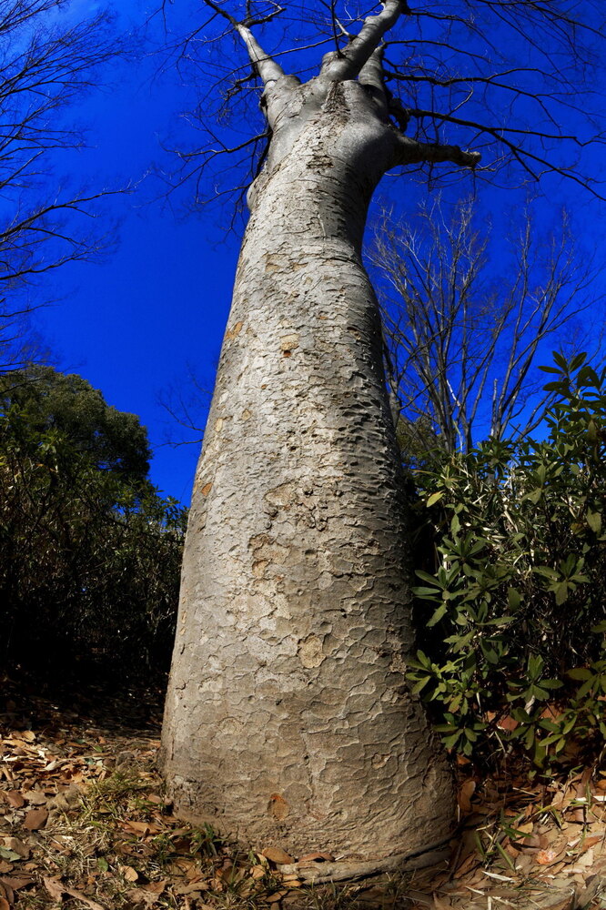 250221_IMG_7113_AD_ケヤキ冬姿冬光_たちばな台公園_2X3.JPG