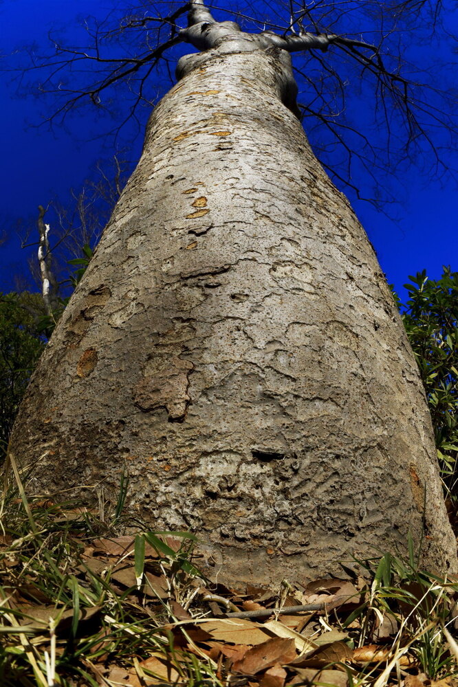 250221_IMG_7332_AD_ケヤキ冬姿冬光_たちばな台公園_2X3.JPG