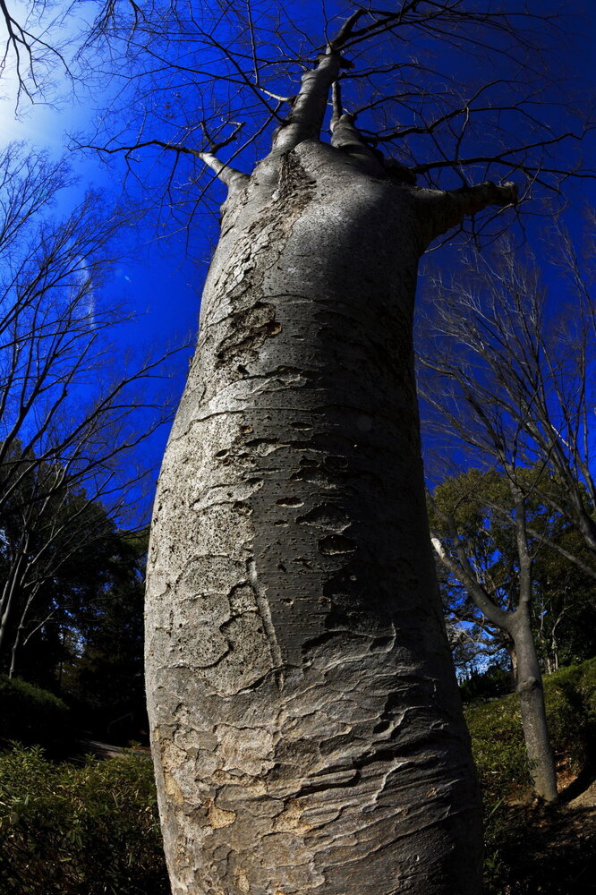 250221_IMG_7358_AD_ケヤキ冬姿冬光_たちばな台公園_2X3.JPG