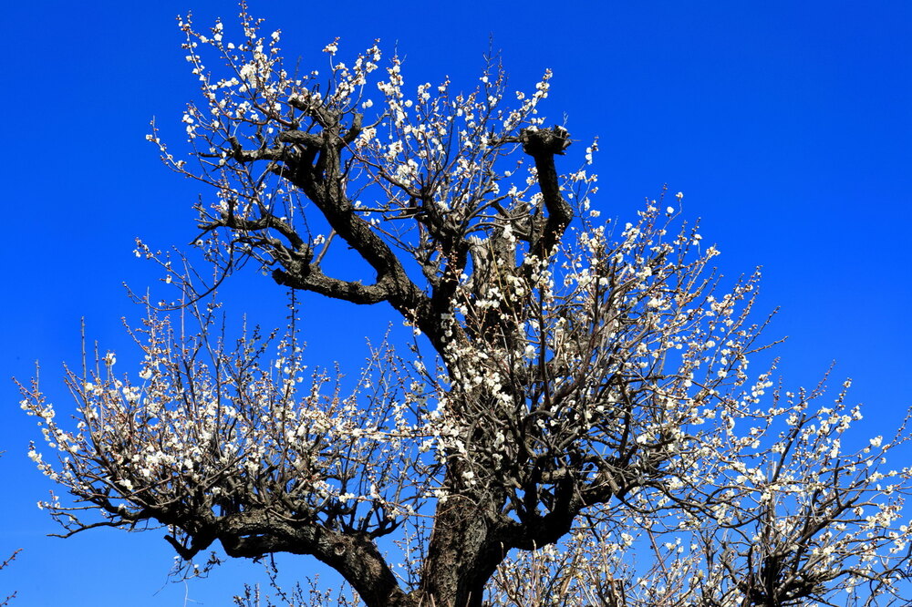 250221_IMG_7395_AD_梅花蒼空_たちばな台公園～祥泉院_2X3.JPG