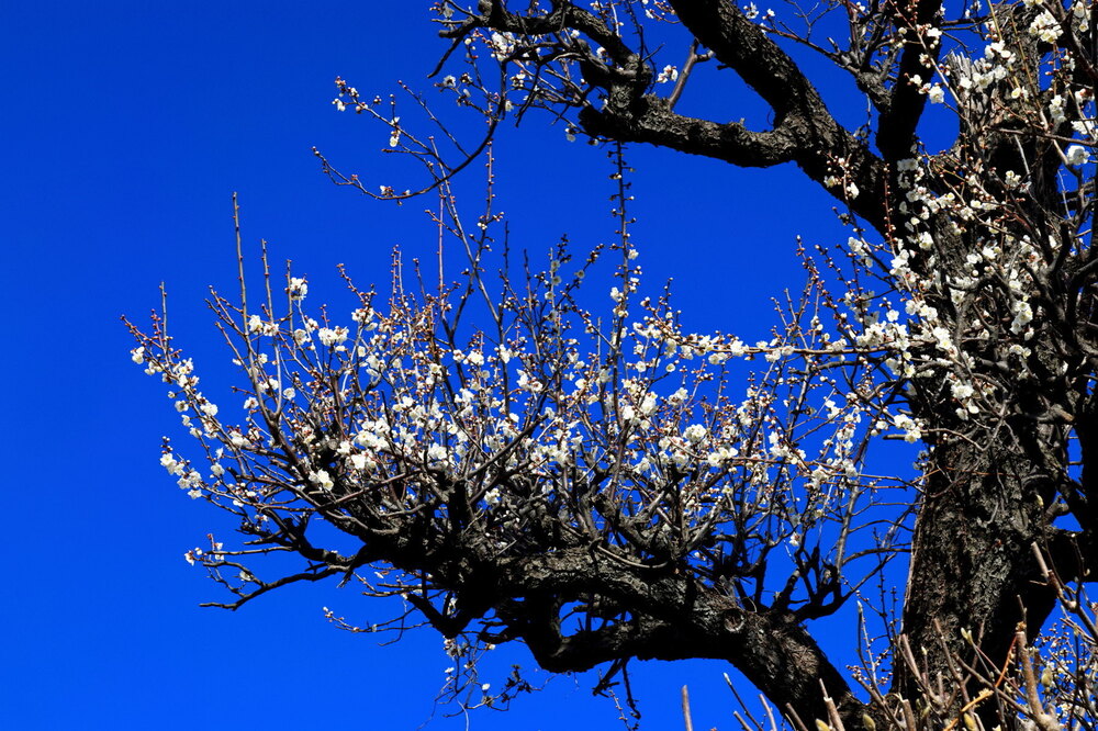 250221_IMG_7400_AD_梅花蒼空_たちばな台公園～祥泉院_2X3.JPG