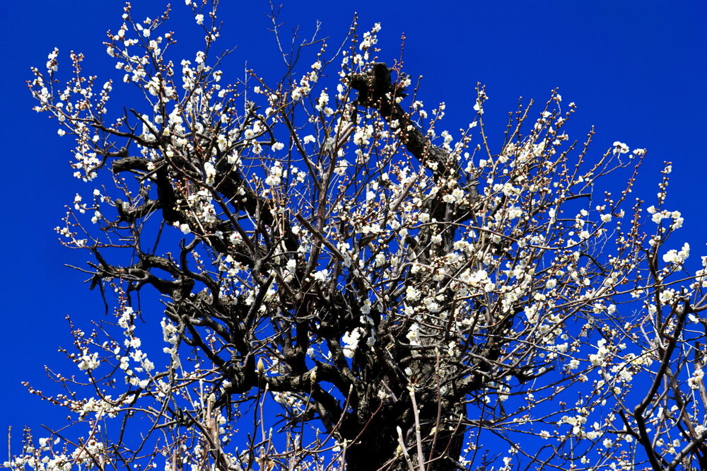 250221_IMG_7415_AD_梅花蒼空_たちばな台公園～祥泉院_2X3.JPG