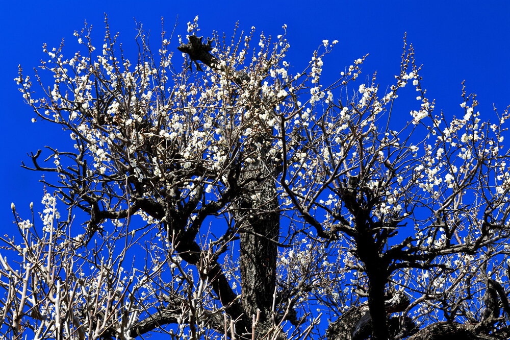 250221_IMG_7419_AD_梅花蒼空_たちばな台公園～祥泉院_A3N.JPG
