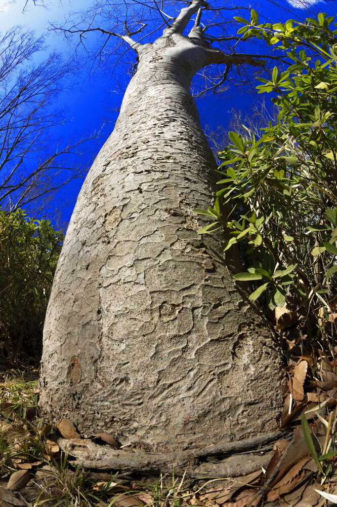 250222_IMG_7506_AD_ケヤキ冬姿冬光_たちばな台公園_2X3.JPG