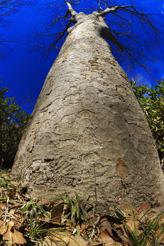 250222_IMG_7574_AD_ケヤキ冬姿冬光_たちばな台公園_2X3.JPG