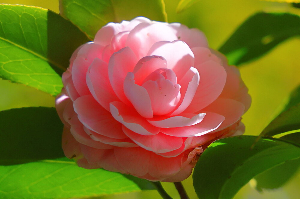 250222_IMG_7649_AD_ツバキ開花_たちばな台公園_2X3.JPG